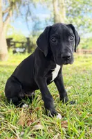 Apollo, a male Great Dane for sale in Saint Cloud, FL – Photo 2 of 7