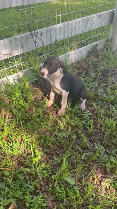 Opal, a female Great Dane for sale in Saint Cloud, FL – 8 of 8