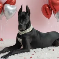 Riley, a female Great Dane for sale in Saint Cloud, FL – Photo 10 of 10