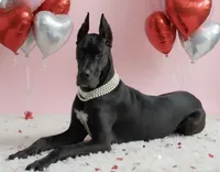 Riley, a female Great Dane for sale in Saint Cloud, FL – Photo 10 of 10