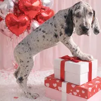 Riley, a female Great Dane for sale in Saint Cloud, FL – Photo 2 of 10