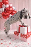 Riley, a female Great Dane for sale in Saint Cloud, FL – Photo 2 of 10