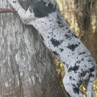 Riley, a female Great Dane for sale in Saint Cloud, FL – Photo 3 of 10