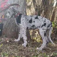 Riley, a female Great Dane for sale in Saint Cloud, FL – Photo 5 of 10