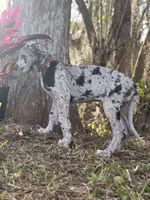 Riley, a female Great Dane for sale in Saint Cloud, FL – Photo 5 of 10