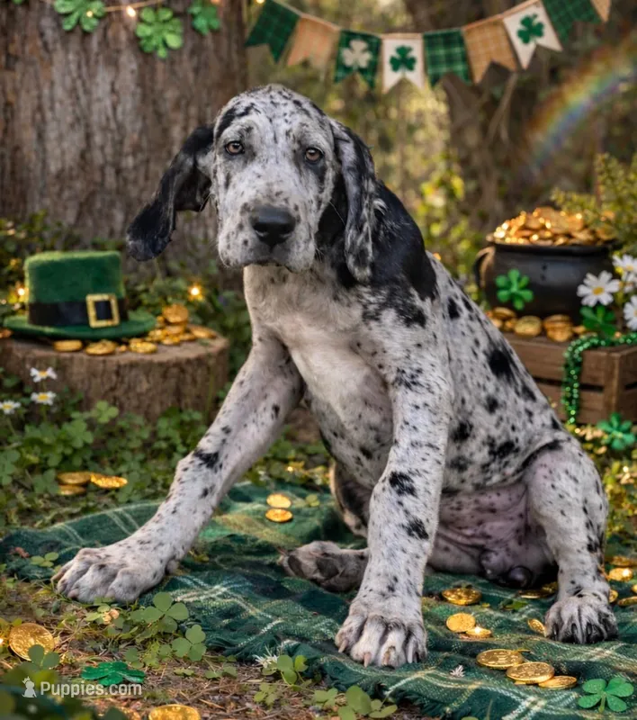 Riley, a female Great Dane for sale in Saint Cloud, FL – Photo 1 of 10
