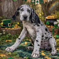 Riley, a female Great Dane for sale in Saint Cloud, FL – Photo 1 of 10