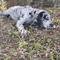 Riley, a female Great Dane for sale in Saint Cloud, FL – Photo 6 of 10
