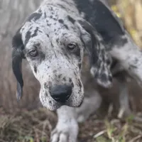 Riley, a female Great Dane for sale in Saint Cloud, FL – Photo 7 of 10