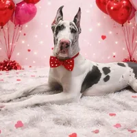 Riley, a female Great Dane for sale in Saint Cloud, FL – Photo 9 of 10