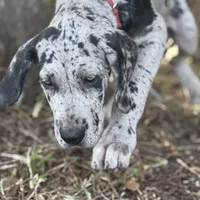 Riley, a female Great Dane for sale in Saint Cloud, FL – Photo 4 of 10