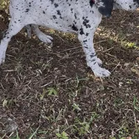 Riley, a female Great Dane for sale in Saint Cloud, FL – Photo 8 of 10