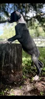 Sapphire , a female Great Dane for sale in Saint Cloud, FL – 8 of 10