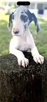Platinum , a male Great Dane for sale in Saint Cloud, FL – 2 of 10