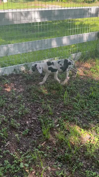Sterling, a male Great Dane for sale in Saint Cloud, FL – 10 of 10