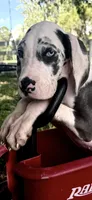 Sage, a male Great Dane for sale in Saint Cloud, FL – 3 of 10