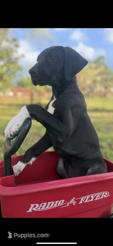 Rex – Great Dane puppy for sale in Saint Cloud, FL