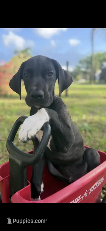Rex – Great Dane puppy for sale in Saint Cloud, FL