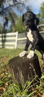 Rex, a male Great Dane for sale in Saint Cloud, FL – Photo 2 of 9