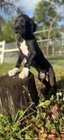 Rex, a male Great Dane for sale in Saint Cloud, FL – Photo 5 of 9