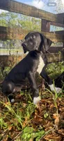 Rex, a male Great Dane for sale in Saint Cloud, FL – Photo 7 of 9