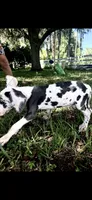 Sage, a male Great Dane for sale in Saint Cloud, FL – 8 of 10