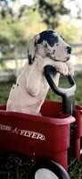 Diamond, a female Great Dane for sale in Saint Cloud, FL – 4 of 10