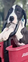 Ruby, a female Great Dane for sale in Saint Cloud, FL – 5 of 7