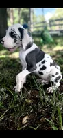 Sage, a male Great Dane for sale in Saint Cloud, FL – 6 of 10