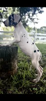 Diamond, a female Great Dane for sale in Saint Cloud, FL – 6 of 10