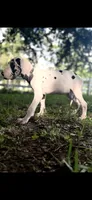 Diamond, a female Great Dane for sale in Saint Cloud, FL – 3 of 10