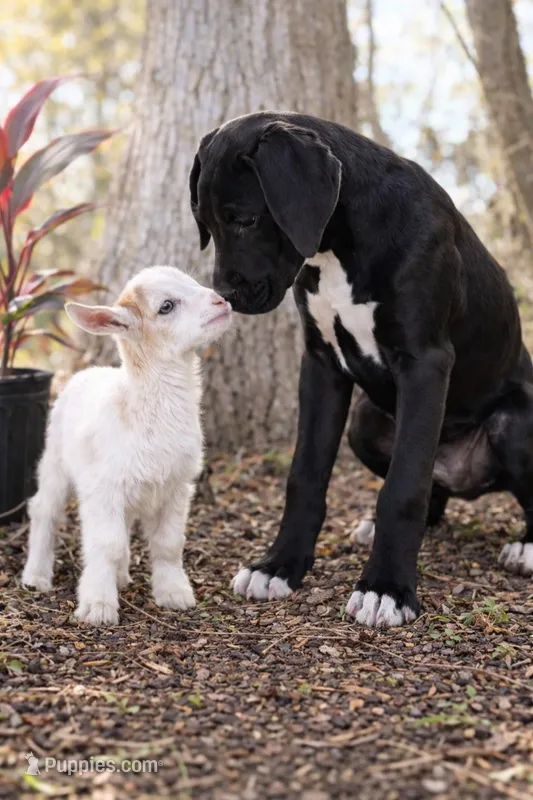 Raven – Great Dane puppy for sale in Saint Cloud, FL