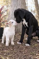 Raven, a female Great Dane for sale in Saint Cloud, FL – Photo 1 of 6