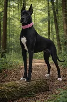 Raven, a female Great Dane for sale in Saint Cloud, FL – Photo 5 of 6