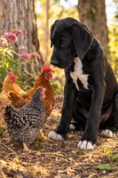 Raven, a female Great Dane for sale in Saint Cloud, FL – Photo 4 of 6