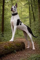 Raven, a female Great Dane for sale in Saint Cloud, FL – Photo 6 of 6