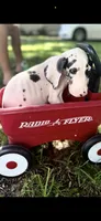 Platinum , a male Great Dane for sale in Saint Cloud, FL – 5 of 10