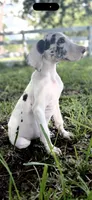Platinum , a male Great Dane for sale in Saint Cloud, FL – 6 of 10