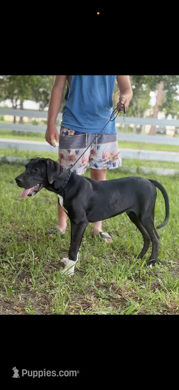 Rex – Great Dane puppy for sale in Saint Cloud, FL