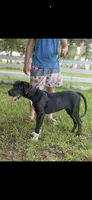 Rex, a male Great Dane for sale in Saint Cloud, FL – 1 of 6