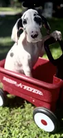 Platinum , a male Great Dane for sale in Saint Cloud, FL – 3 of 10