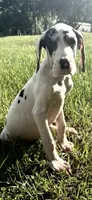 Diamond, a female Great Dane for sale in Saint Cloud, FL – 8 of 10
