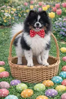 Charlie, a male Pomeranian for sale in Saint Cloud, FL – Photo 2 of 4