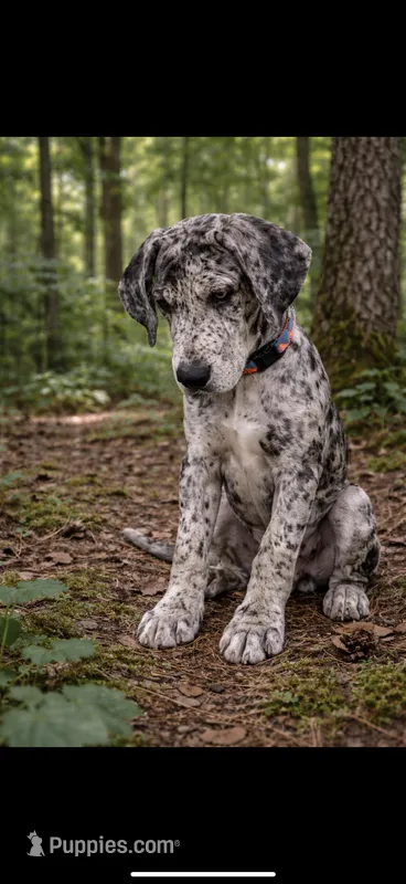 Harlow – Great Dane puppy for sale in Saint Cloud, FL