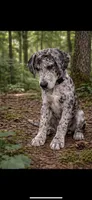 Harlow, a female Great Dane for sale in Saint Cloud, FL – Photo 1 of 5