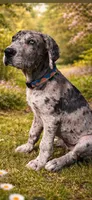Harlow, a female Great Dane for sale in Saint Cloud, FL – Photo 5 of 5
