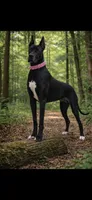 Harlow, a female Great Dane for sale in Saint Cloud, FL – Photo 4 of 5