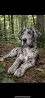 Harlow, a female Great Dane for sale in Saint Cloud, FL – Photo 2 of 5