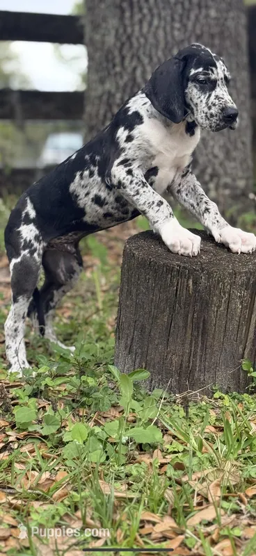 Magnum – Great Dane puppy for sale in Saint Cloud, FL