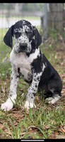 Magnum, a male Great Dane for sale in Saint Cloud, FL – Photo 3 of 9